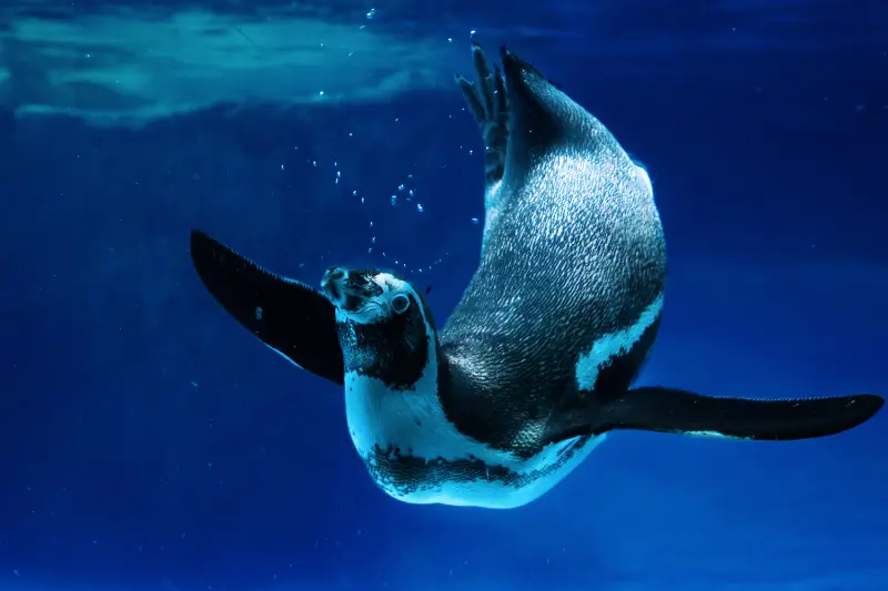 長崎ペンギン水族館